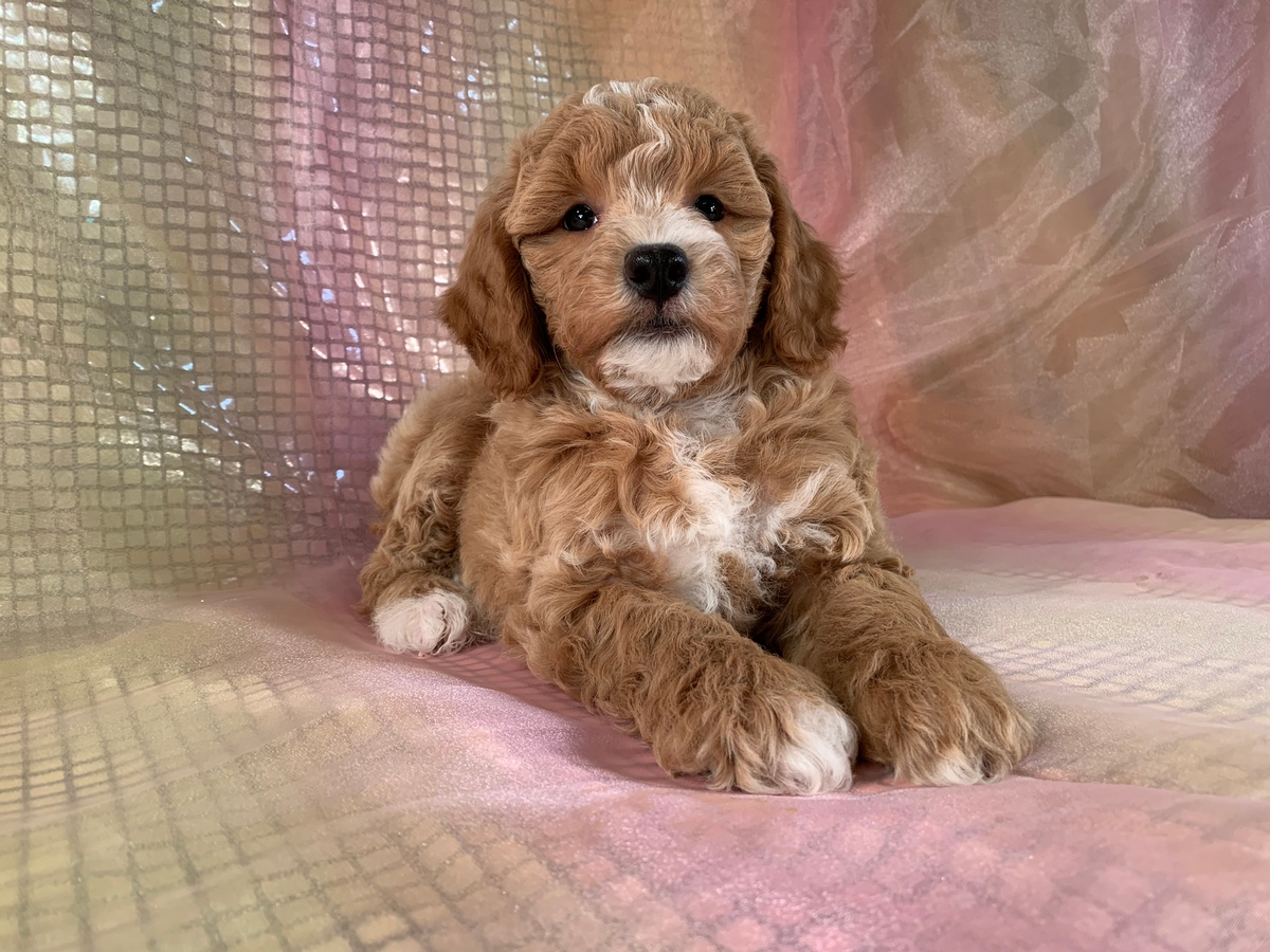 Apricot And White Poodle Bichon Male Available DOB 2021-9-22, $1200